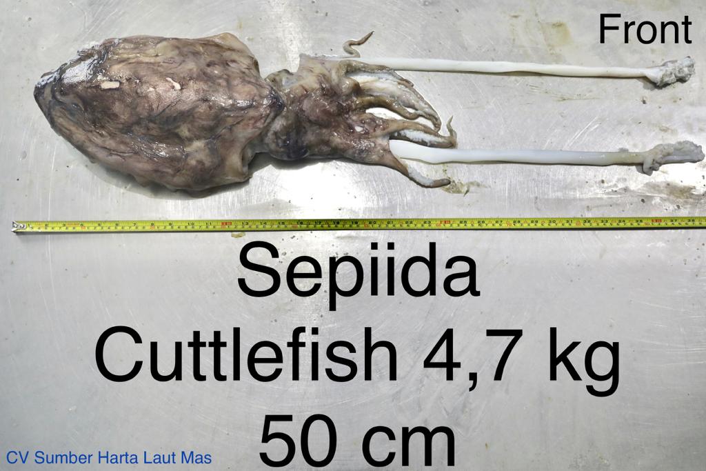 Cuttlefish